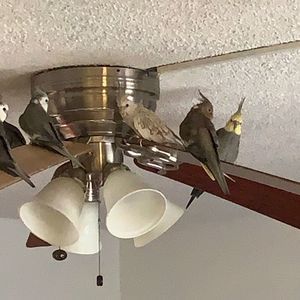 Meet your Posher, Ciro